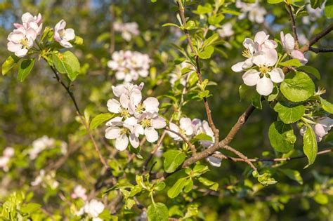 Rama de manzano con flores rosas sobre un fondo de árboles en flor