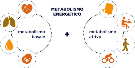 Equilibrio E Metabolismo Energetico Cosa E Come Funziona Bioritmon