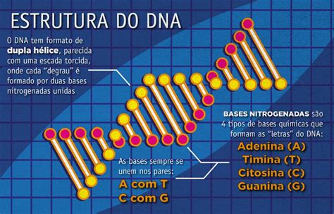 Como Funciona O Dna - Como é possível identificar parentesco pelo DNA? – UFSM