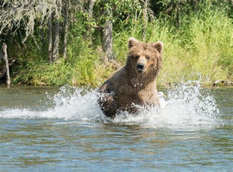 Alaskan Brown Bear Running In Water Stock Photo Image Of Alaska