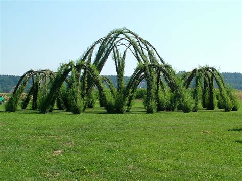 Pin On Tree Shaping