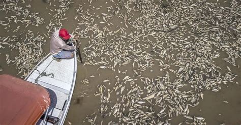 Sequía En La Amazonía Provoca La Muerte De Toneladas De Peces En Brasil