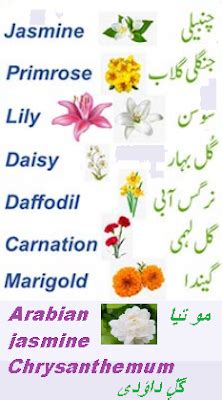 Know Flower Name In Urdu And English Meaning With Images Fusionstories