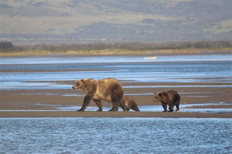 Aleutian Islands Fly Fishing trips | Alaska Duck Hunting Guides