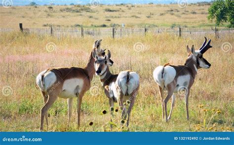 Pronghorn Antelope Herd In Colorado Stock Photo Image Of Countryside