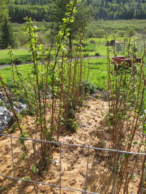 How To Maintain A Raspberry Patch How To Prune Raspberry Plants