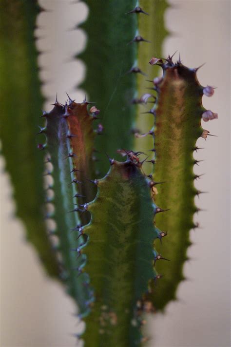 Fotos Gratis Naturaleza Espinoso Cactus Fotograf A Hoja Flor