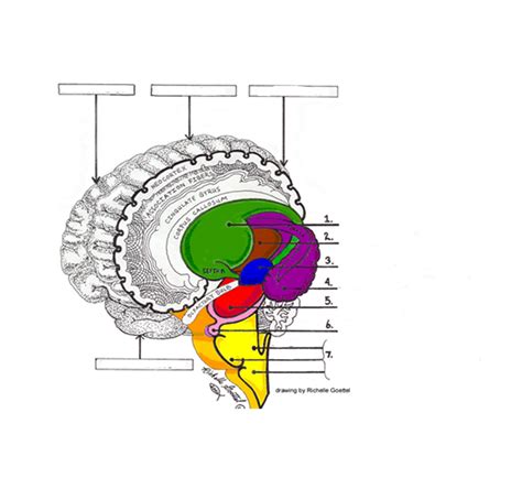 Neuroanatomy Diagram Quizlet