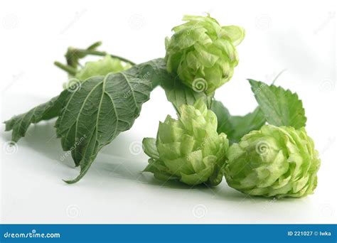 hop stock image image  fuggle aroma garden ferment