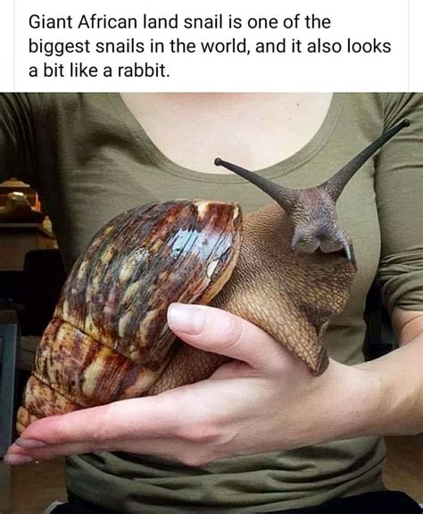 Giant African Land Snail Is One Of The Biggest Snails In The World And