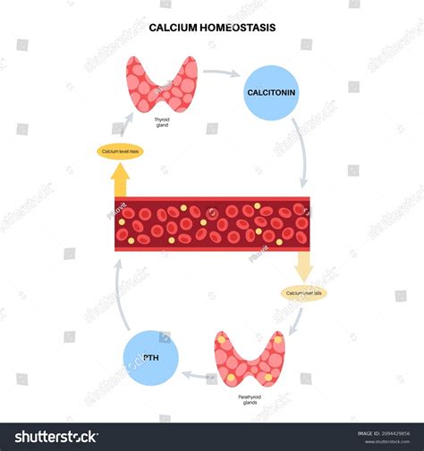 Thyroid Parathyroid Gland Anatomical Poster Pth Stock Vector (Royalty