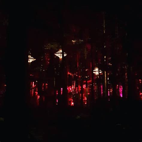 Redwoods Treewalk & Nightlights Experience By Day or Night within the famous Redwood Forest ...