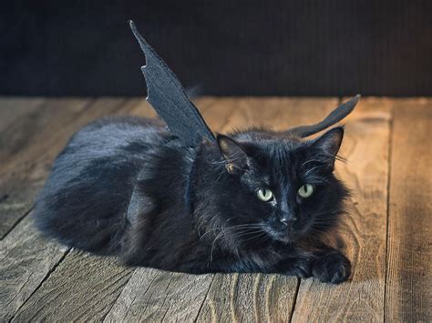 Halloween Pet Costume: Black Bat | HGTV