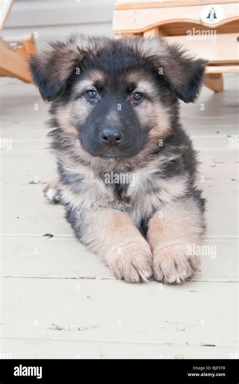 German Shepherd Puppy Nine 9 Weeks Old Laying On Deck Stock Photo