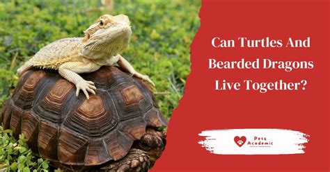 Can Turtles And Bearded Dragons Live Together Read This To Find Out