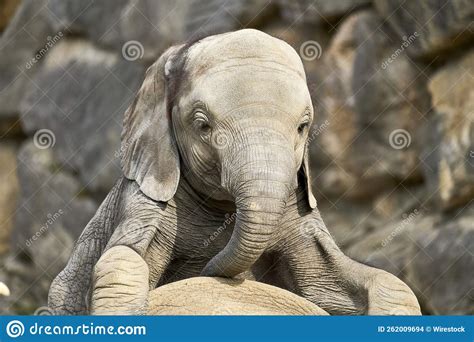 Cute Baby Elephant on Another Animal in Its Natural Habitat in the Zoo ...