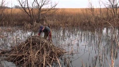 Muskrat Trap Checks Youtube