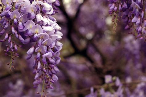 Wisteria Kwiecista LUDWIK LAWIN Internetowy Sklep Ogrodniczy