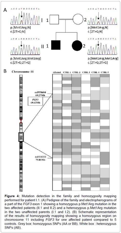 Genetic Syndromes Gene Therapy Met Arg Mutation