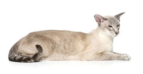 Lilac Point Siamese Cat Five Things To Know