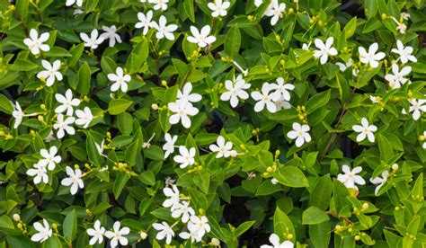 Jasminum Auriculatum Medicinal Benefits And Care Guide