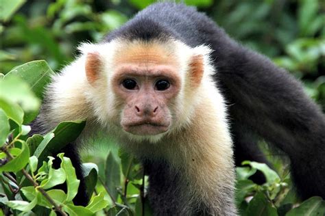 Capuchin monkey | Always Learning!