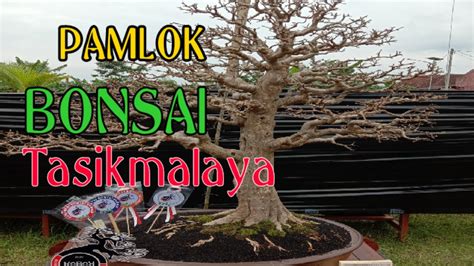 Pameran Bonsai Lokal Kawalu Tasikmalaya 2021 YouTube