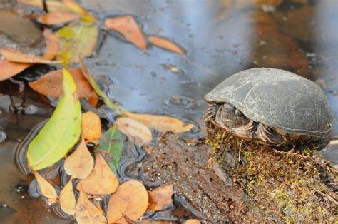 Eastern Mud Turtle | Audubon