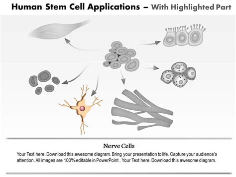 0814 Human Stem Cell Applications Medical Images For PowerPoint ...