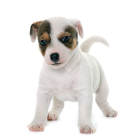 Cachorro Jack Russel Terrier Foto Premium