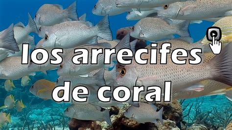 The Amazing World Of Coral Reefs Youtube