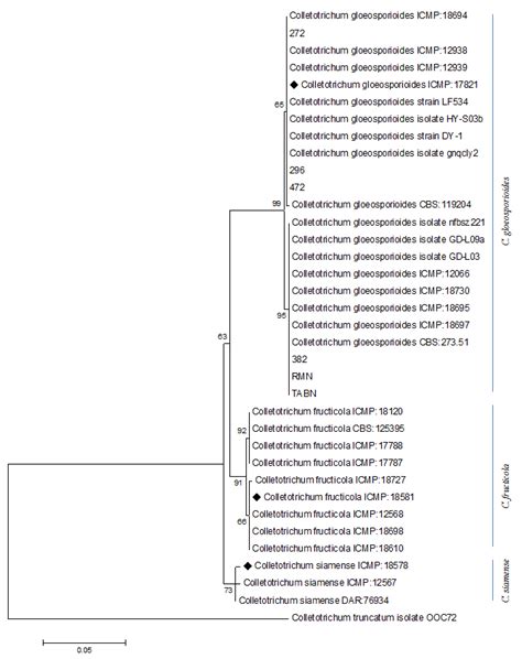 Maximum Likelihood Phylograms Inferred From Partial CAL Sequence Data