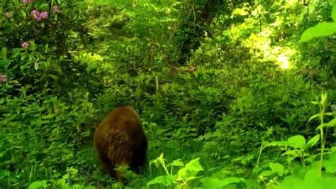 Yaban Hayat Foto Kapanlara Tak Ld Medyabar