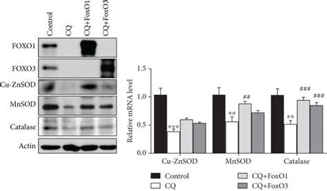 Impairment Of Antioxidant Enzymes And Elevation Of ROS In A Condition