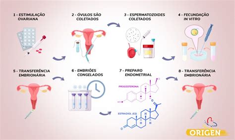 Receptividade Endometrial Na FIV