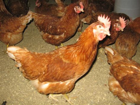 Golden Comet Chickensthey Are The Best They Lay Large Brown Eggs And I Even Trained Mine To