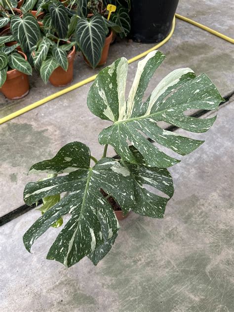 Monstera Thai Constellation Variegata Ø19 Limited Leaves Limited Leaves