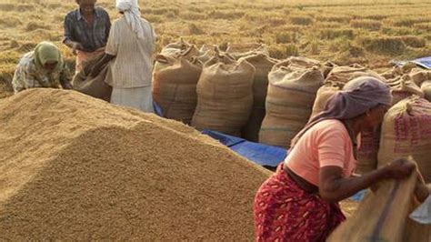 Bumper Harvest Foodgrains Output To Touch 296 Mt In 2019 20 The