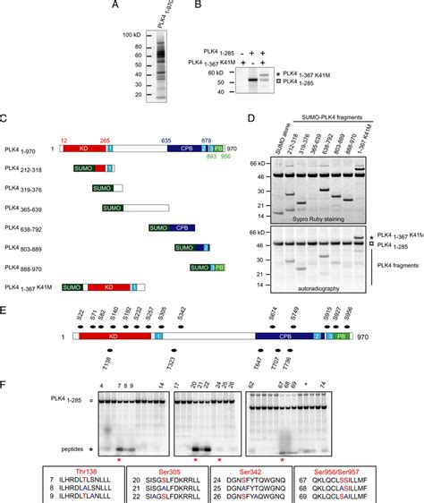 Plk4 Autophosphorylates A Results Of An In Vitro Kinase Assay Using