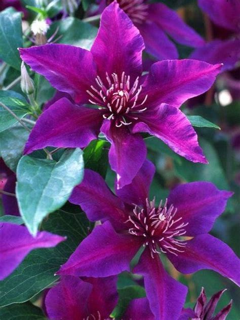 Dark purple flowers - leadsbezy