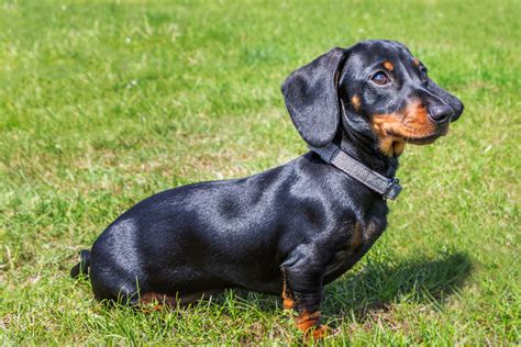 Dachshund Breed Info Best Food Training Grooming Bil Jac