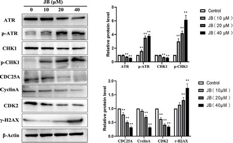 JB Activated The ATR CHK1 Signal Pathway In MKN45 Cells The Cells Were