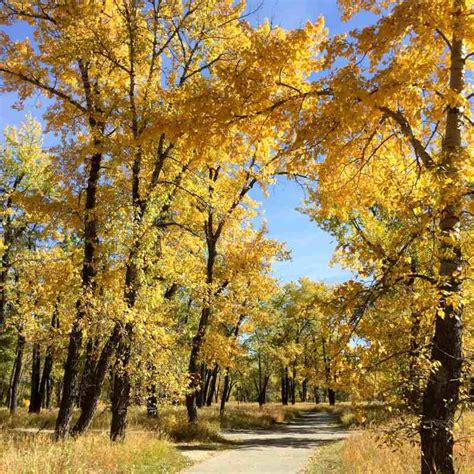 5 Reasons To Visit Fish Creek Provincial Park In Fall This Big Adventure