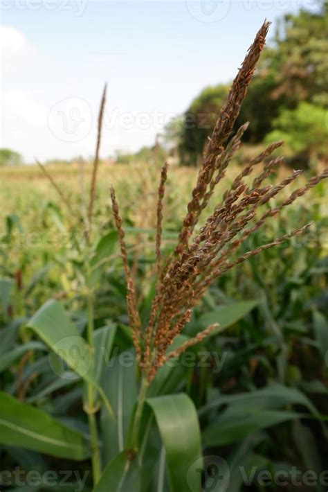 flower of corn tree with corn field background 20181861 Stock Photo at Vecteezy