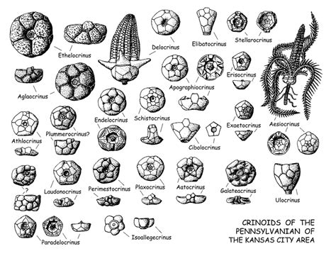 Endelocrinus murrysvillensis, a new Brush Creek crinoid species (1967)