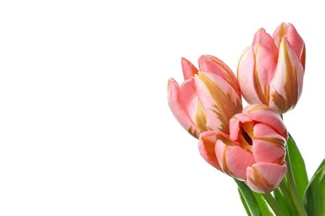 Flores de tulipán rosa aisladas sobre fondo blanco Foto Premium