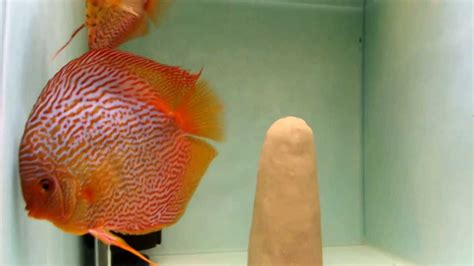 DISCUS PASSIE Nl Stendker Snakeskin Red Discus Diskus YouTube