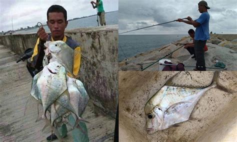 Soal Jawab Mancing Teknik Paling Asas Mancing Ikan Ebek Umpan