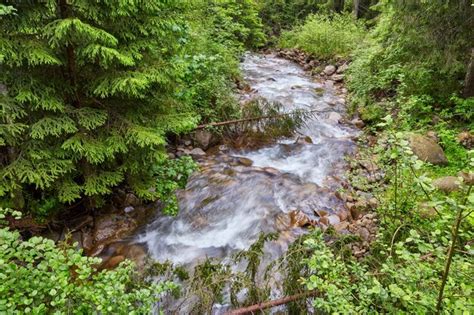 Premium Photo River Deep In Mountain Forest