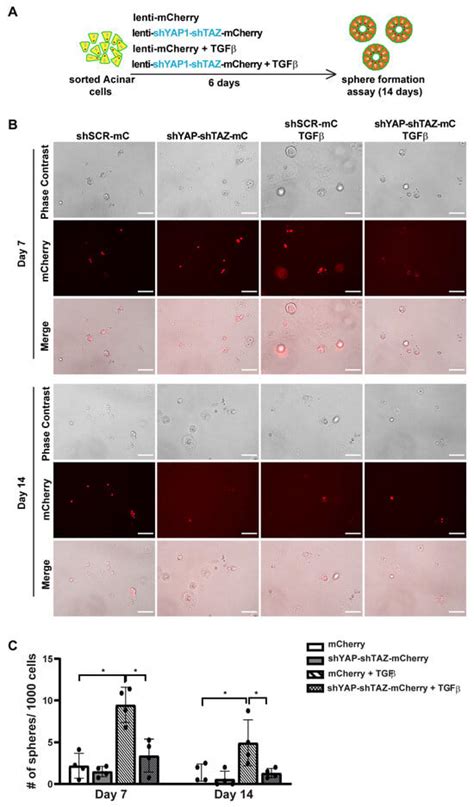 Cells Free Full Text TGFβ and Hippo Signaling Pathways Coordinate